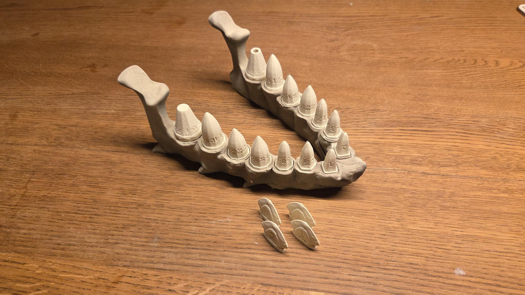 Dragon teeth Bone Jaw Dice Holder Set for Tabletop RPGs - Unique Tabletop AccessoryRoleplaying Games